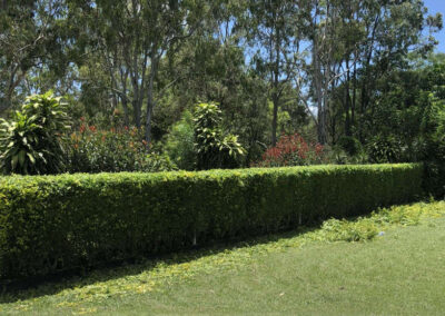 Hedge Reshape