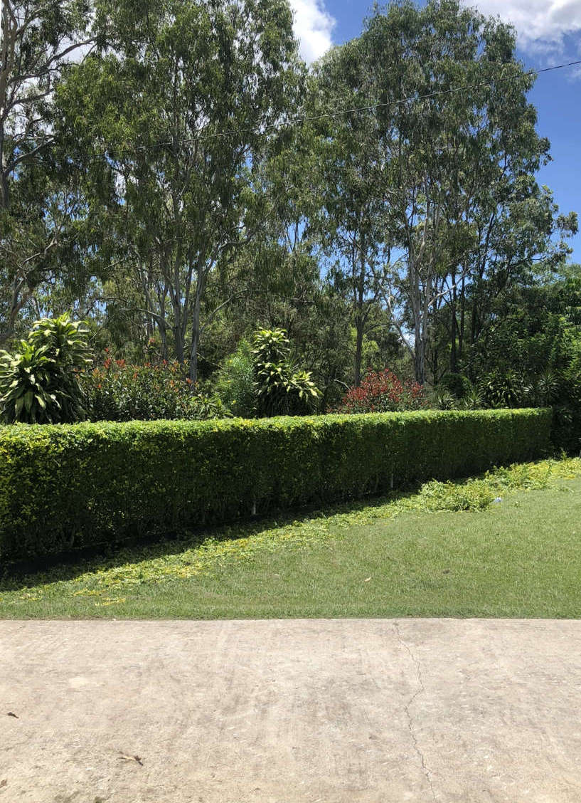 Brisbane Hedge Trimming