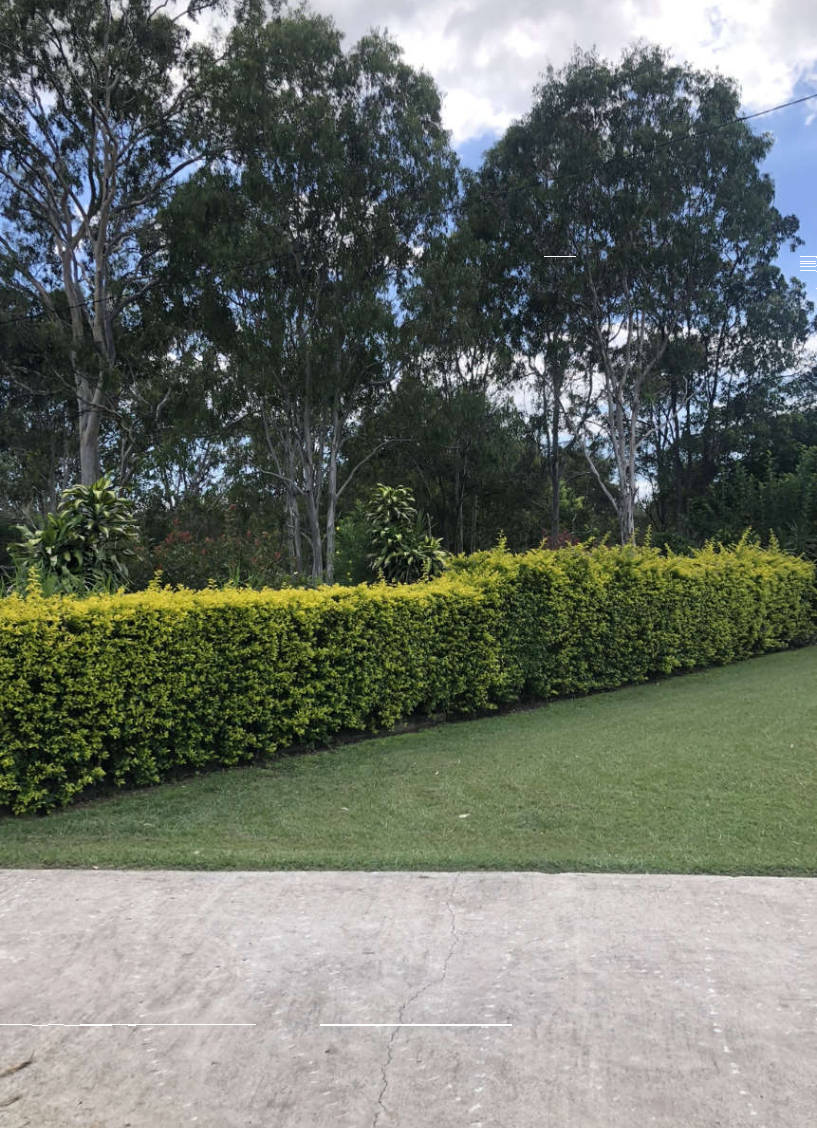 Hedge Trimming Brisbane