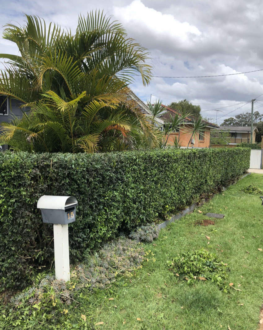 Hedge Services Brisbane