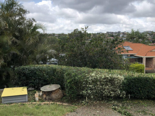 Hedge Trimming