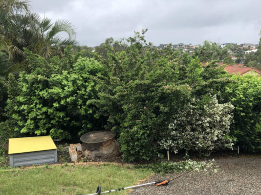 Hedge Care Brisbane