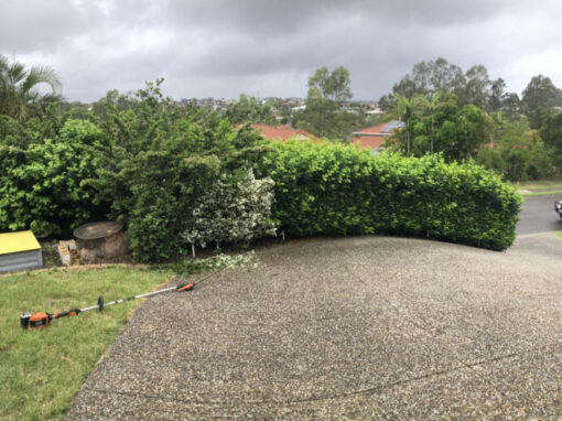 Hedging Services Brisbane Northside