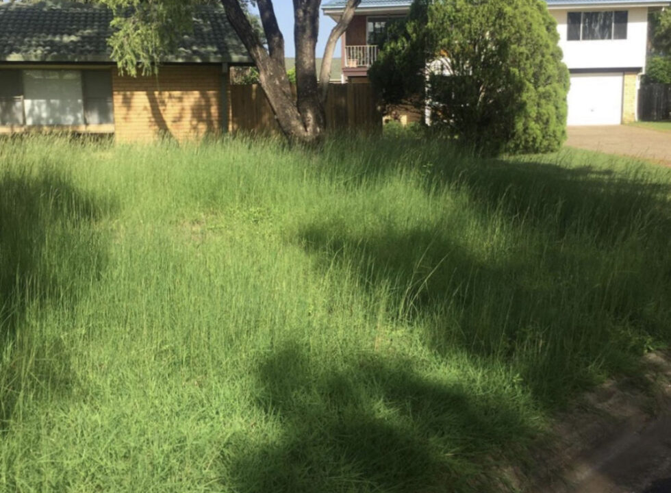 Overgrown Lawn Clean Up - Brisbane Lawn Mowing & Landscape Specialists