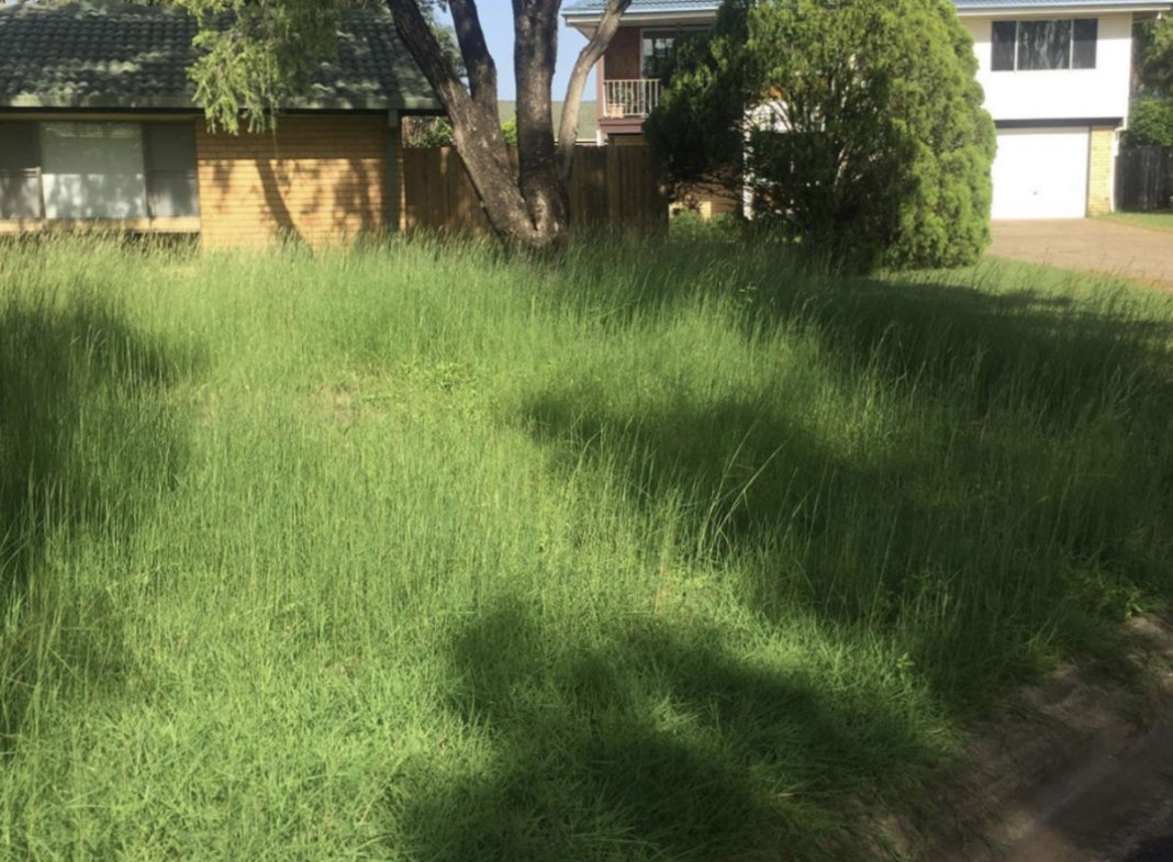 Overgrown Lawn Care Brisbane