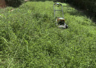 Overgrown Lawn Clean Up