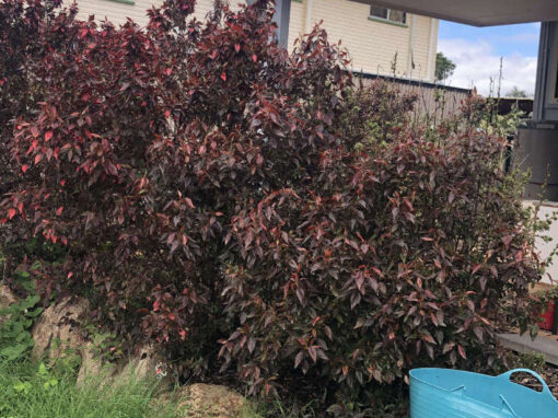 Plant Removal Brisbane