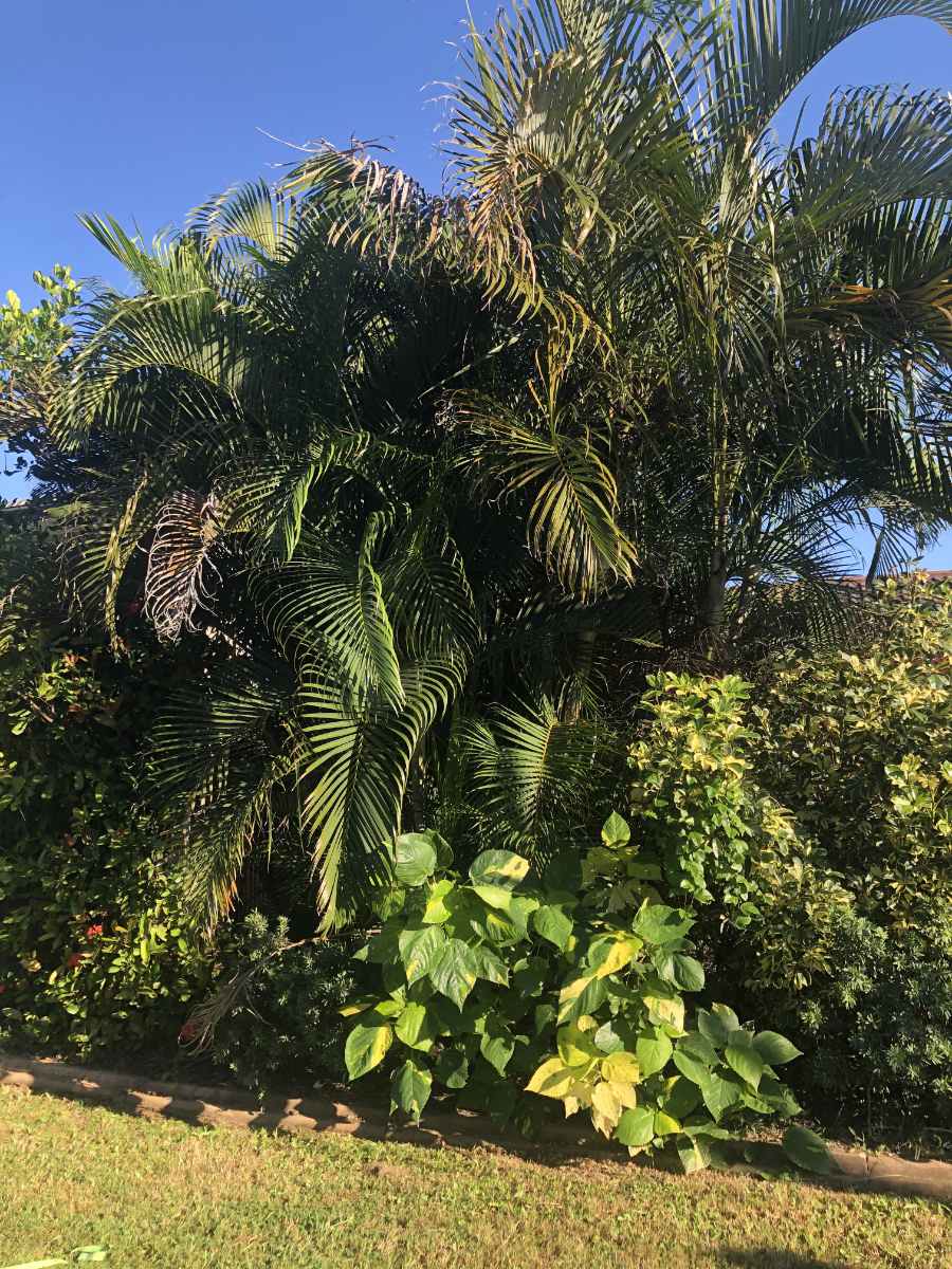 Palm Tree Removal Brisbane