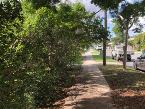 Tree Cut Back Brisbane Northside